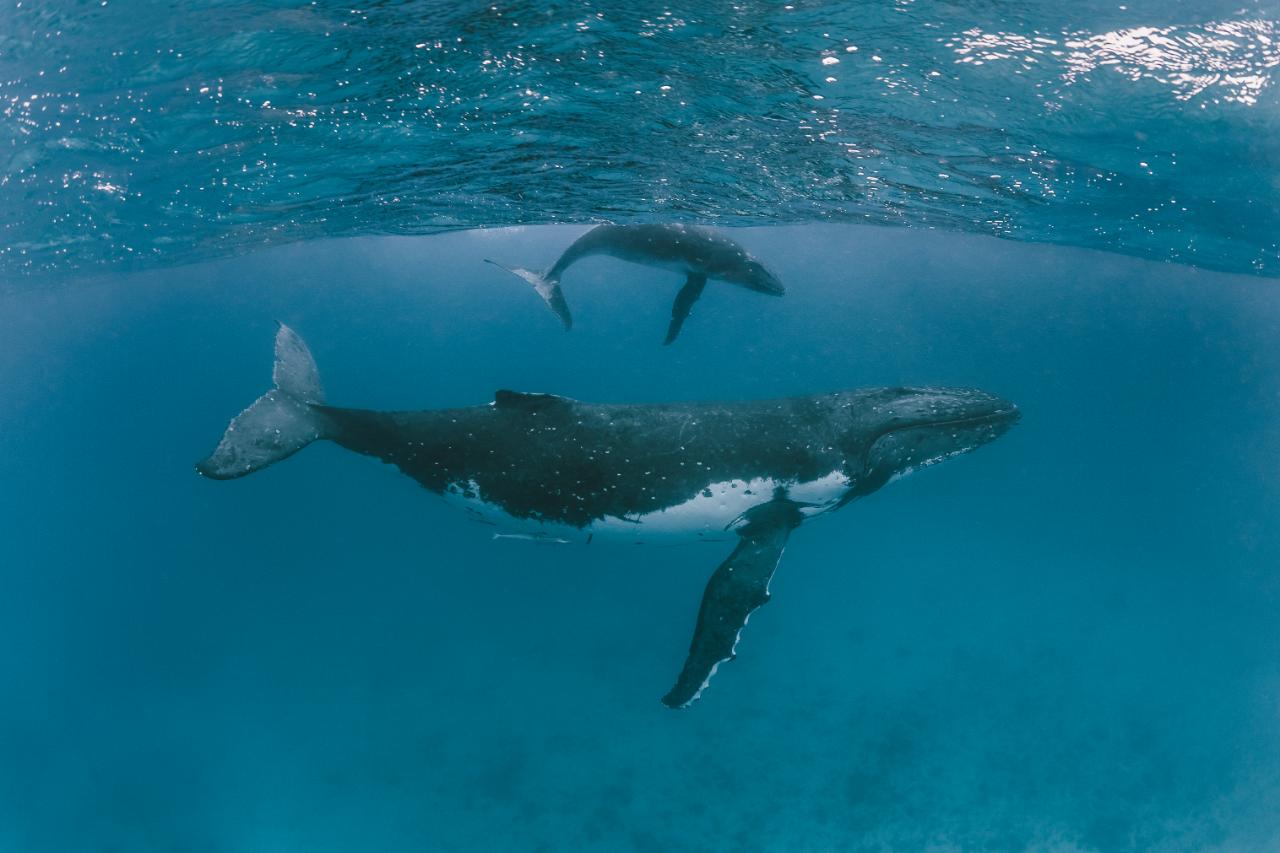 Cantando con ballenas nadando en Azores