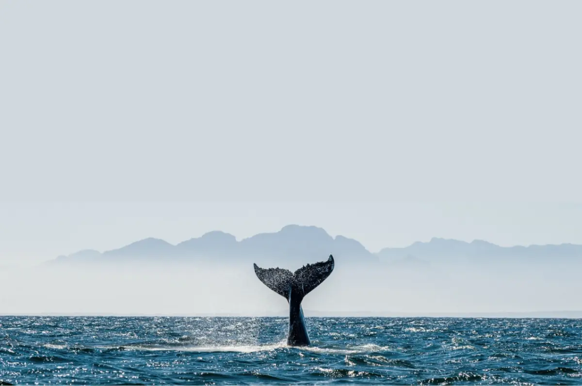 cola ballena